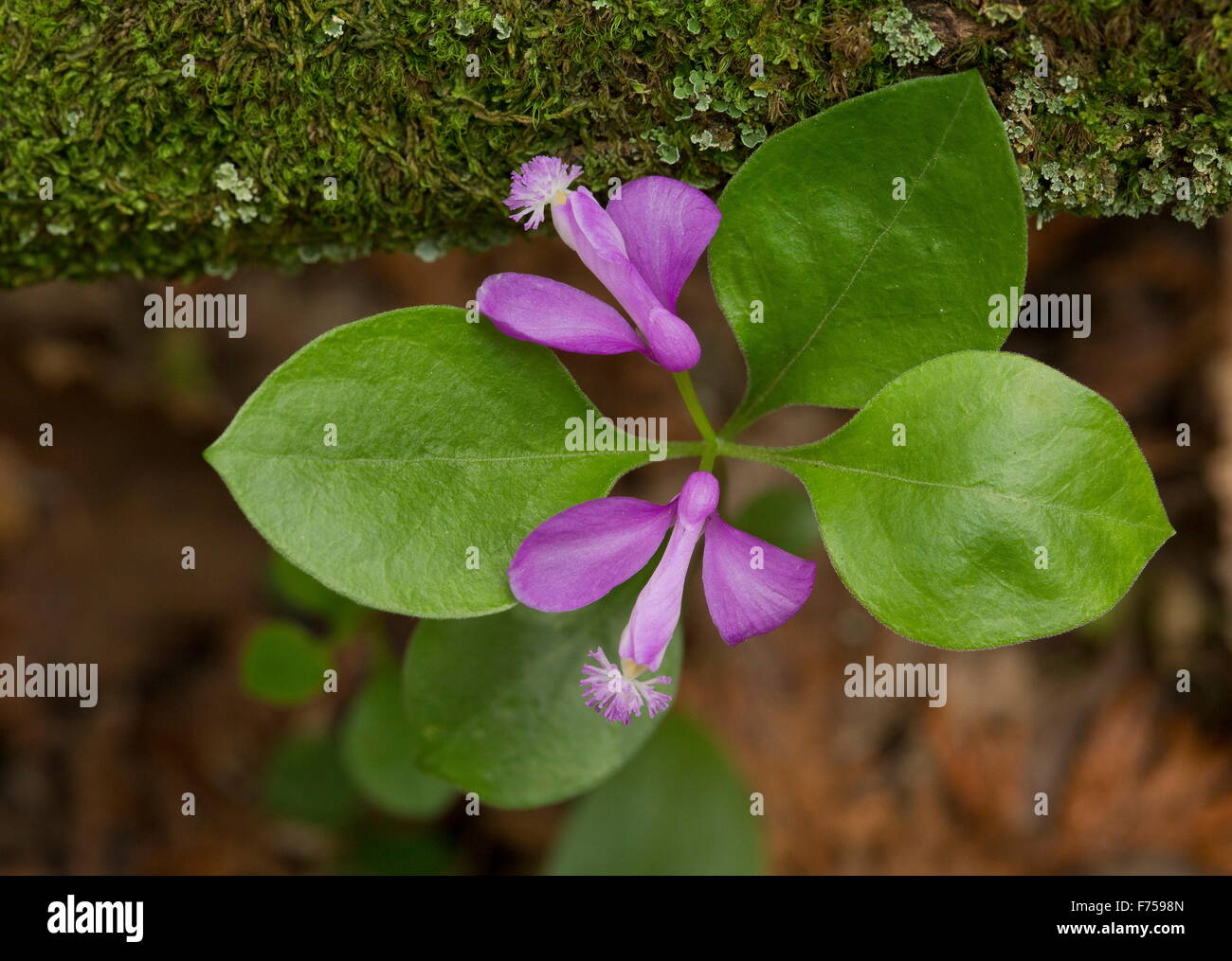 Fringed Polygala, or Fringed Milkwort, in flower in coniferous woodland, Flowerpot island, Lake Huron. Canada. Stock Photo