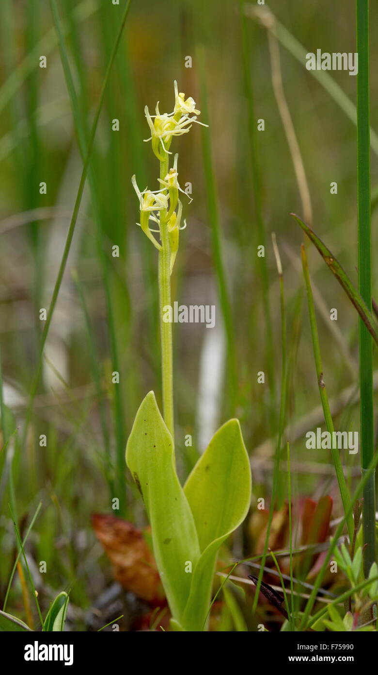 Fen Orchid, or Loesel's Twayblade; very rare plant in the UK Stock Photo