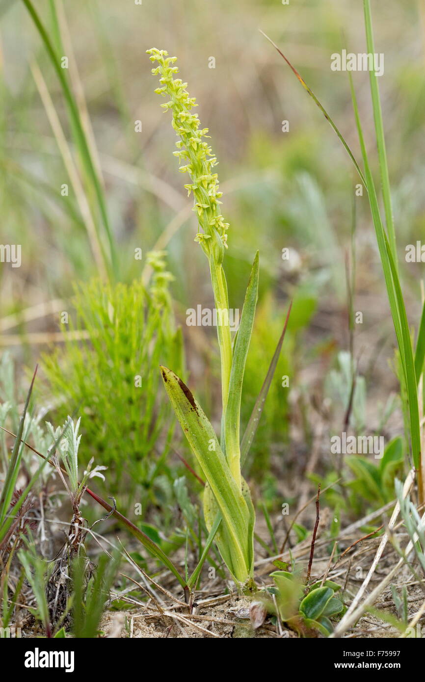 Northern Green Orchid, in flower on dunes, Bruce peninsula, Ontario. Stock Photo
