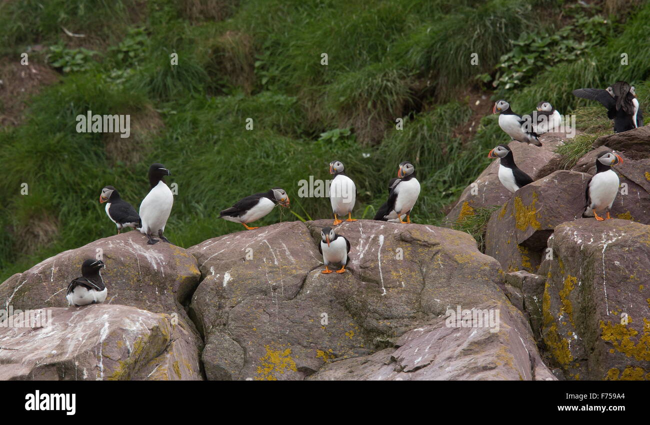 Puffin colony at Witless Bay Ecological Reserve, Avalon peninsula, Newfoundland. Stock Photo