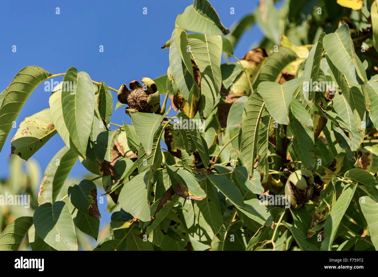 Group of several  ripe walnuts fruit  in the twig, Zavet, Bulgaria Stock Photo