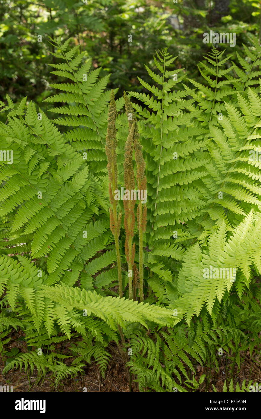 Cinnamon-fern, Osmundastrum cinnamomeum, with separate fertile fronds. Newfoundland. Stock Photo