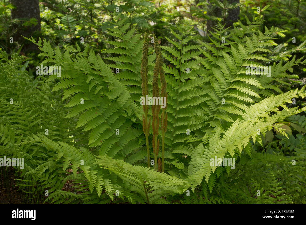 Cinnamon-fern, Osmundastrum cinnamomeum, with separate fertile fronds. Newfoundland. Stock Photo