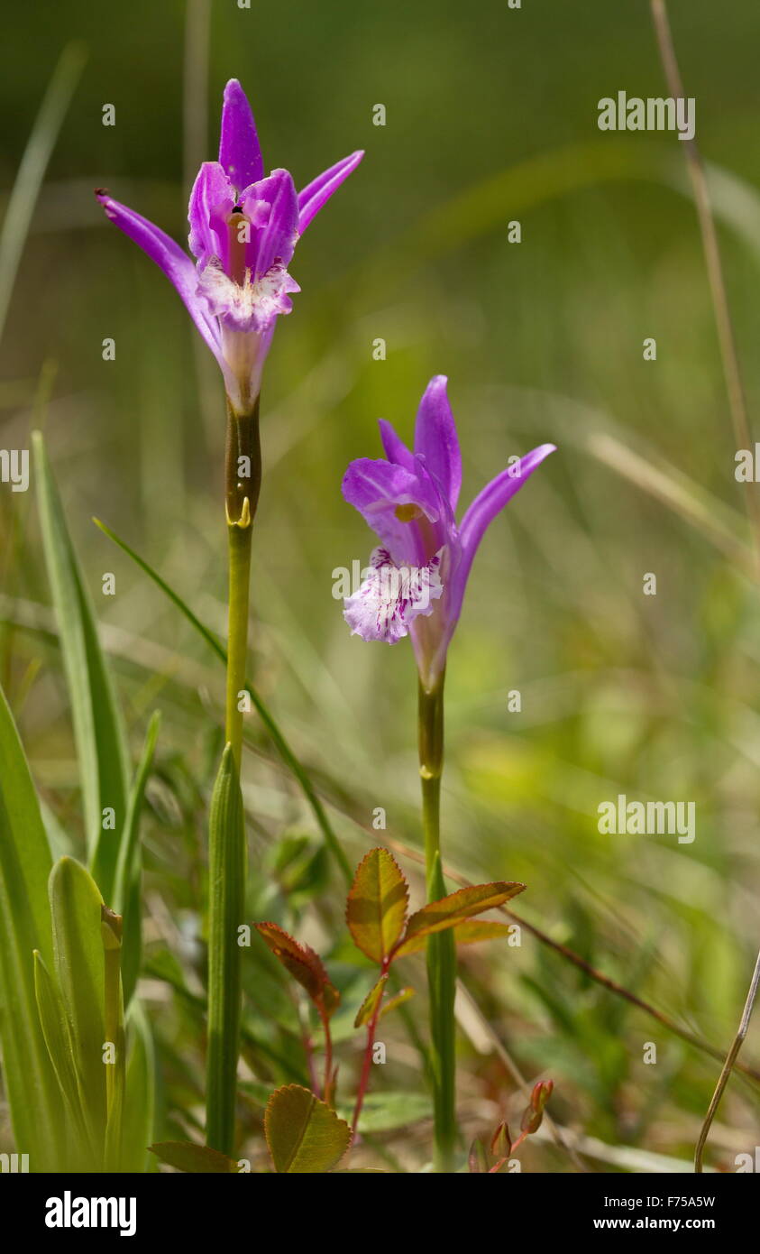 Dragon's-mouth or Arethusa, an orchid gowing in bog, Newfoundland. Stock Photo