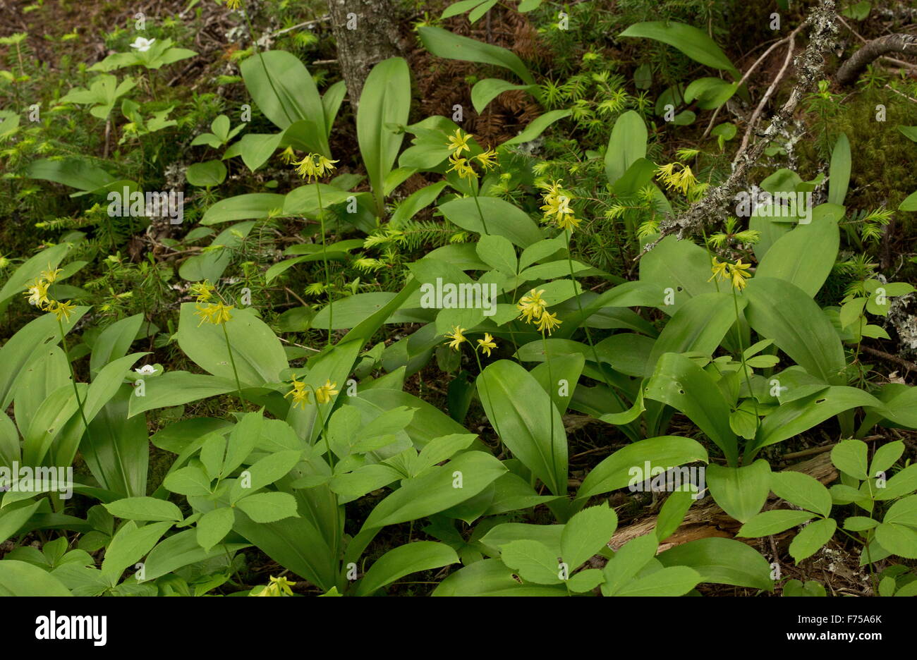 Blue-bead lily, Clintonia borealis in flower, light woodland, Newfoundland. Stock Photo