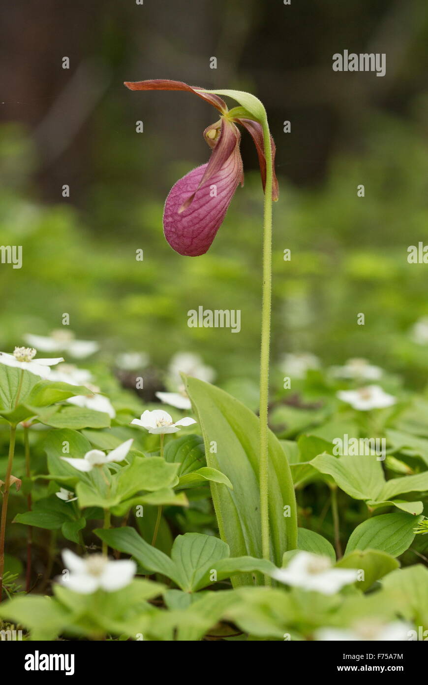 Pink Lady'sslipper or Moccasin flower, Cypripedium acaule, in flower