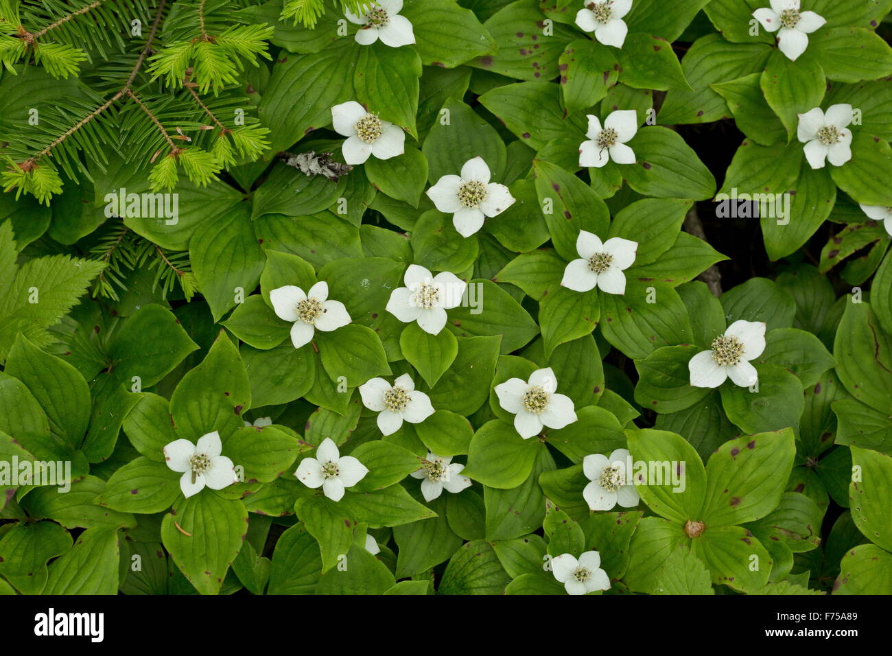Canadian dwarf cornel or Canadian bunchberry, in flower in coniferous woodland, Newfoundland. Stock Photo