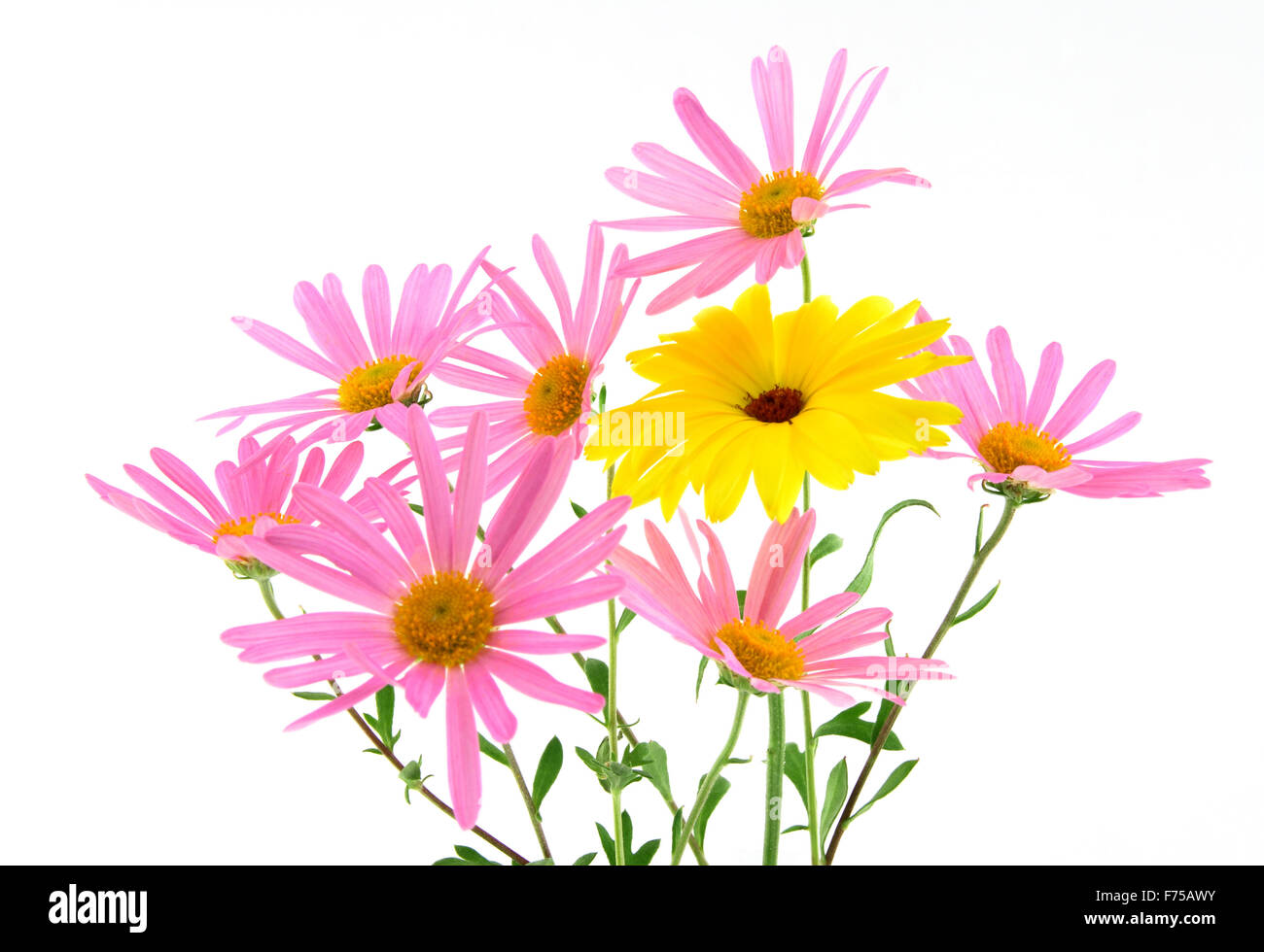 Beautiful pink and yellow flowers Stock Photo - Alamy