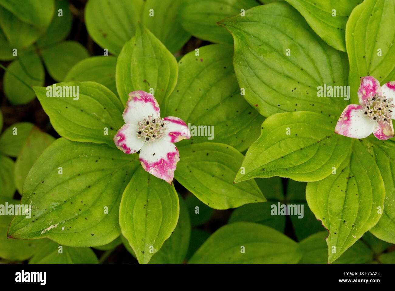 Canadian dwarf cornel or Canadian bunchberry, in flower in coniferous woodland, Newfoundland. Stock Photo