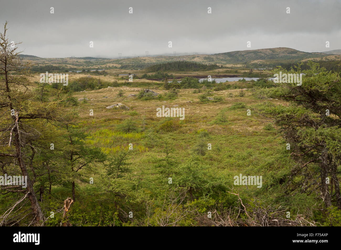 General view of the Avalon peninsula, Newfoundland - bog, lakes and forest. Stock Photo
