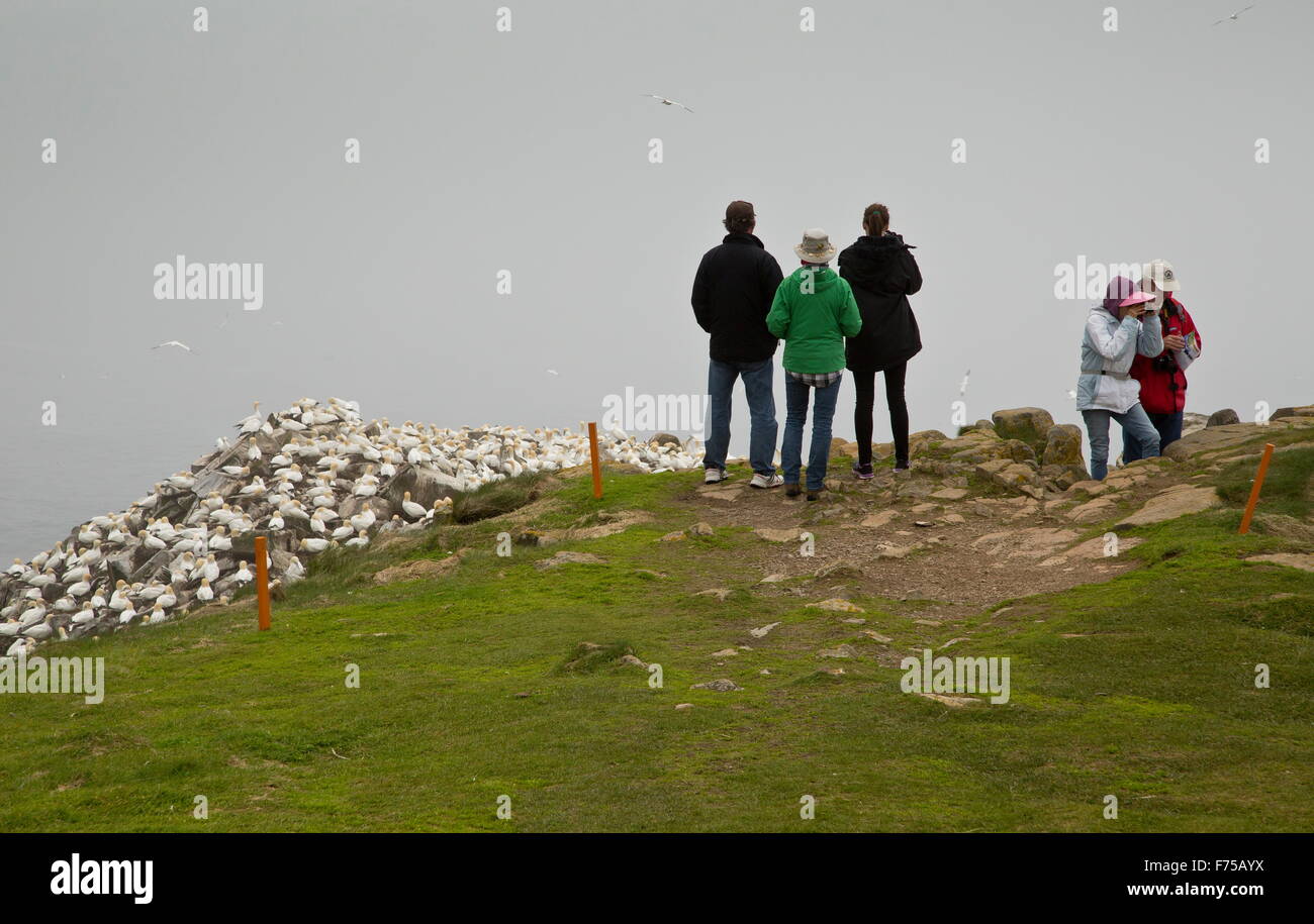 Birdwatchers at major Gannet Colony at Cape St. Mary's Ecological Reserve, Avalon, Newfoundland. Stock Photo