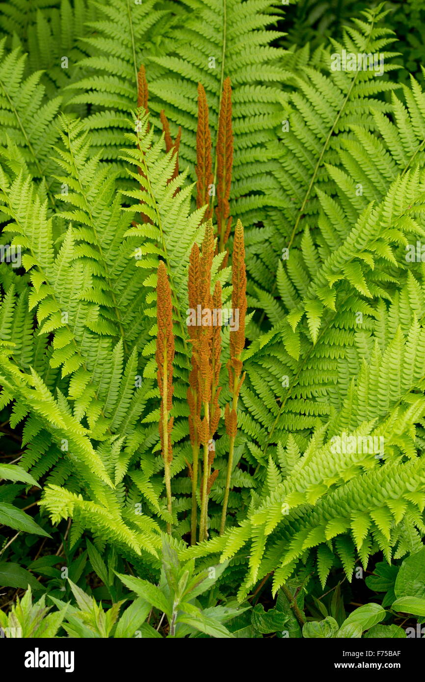 Cinnamon-fern = Osmundastrum cinnamomeum Stock Photo