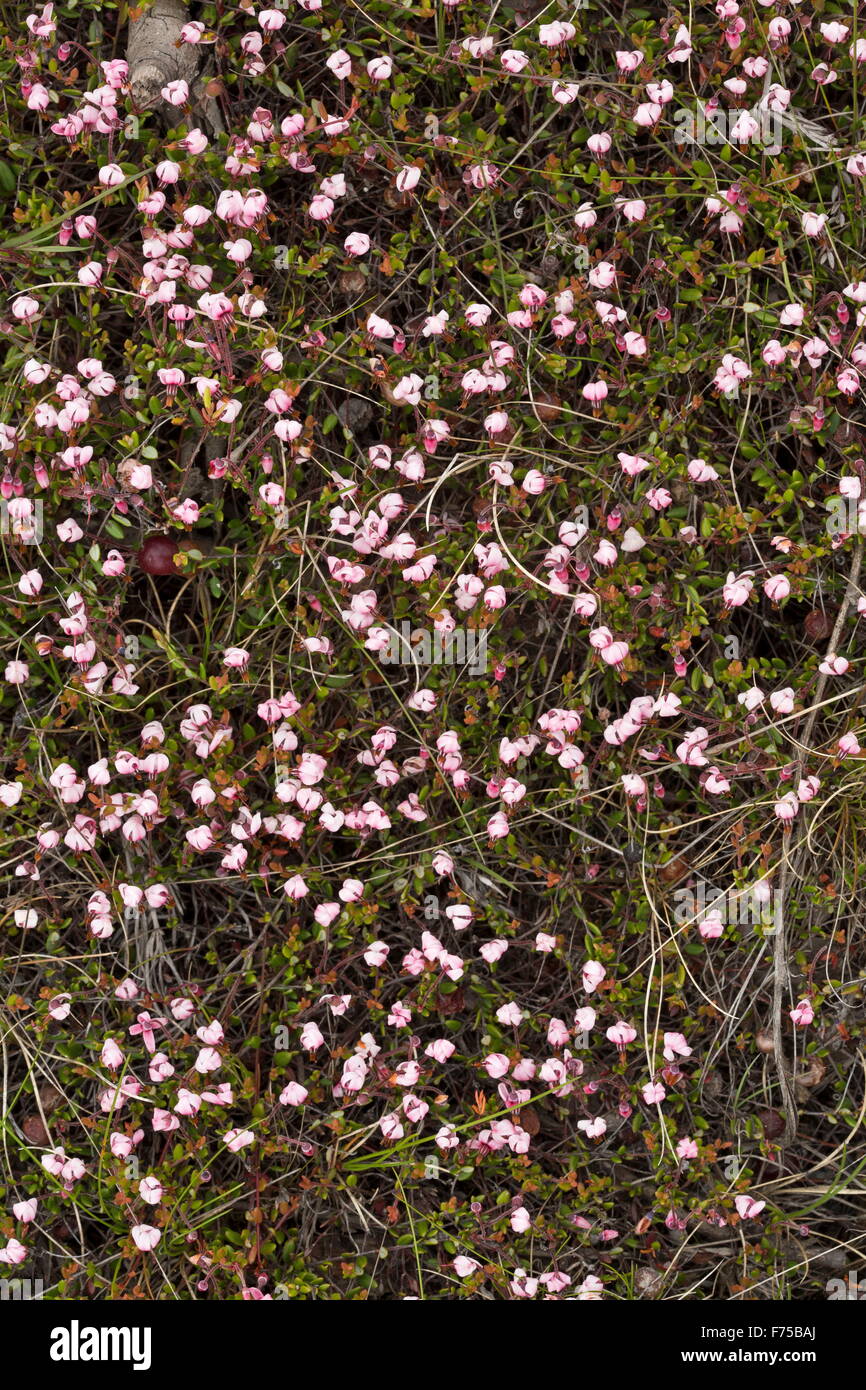 Cranberries in flower, on bog surface Stock Photo Alamy