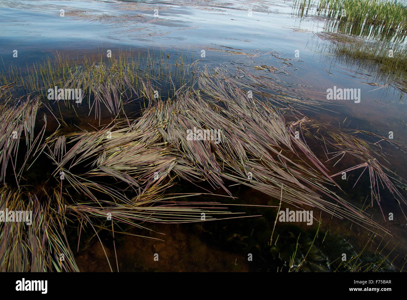 A sweet-grass, probably Glyceria fluitans, on the surface of Deer Lake, west Newfoundland. Stock Photo