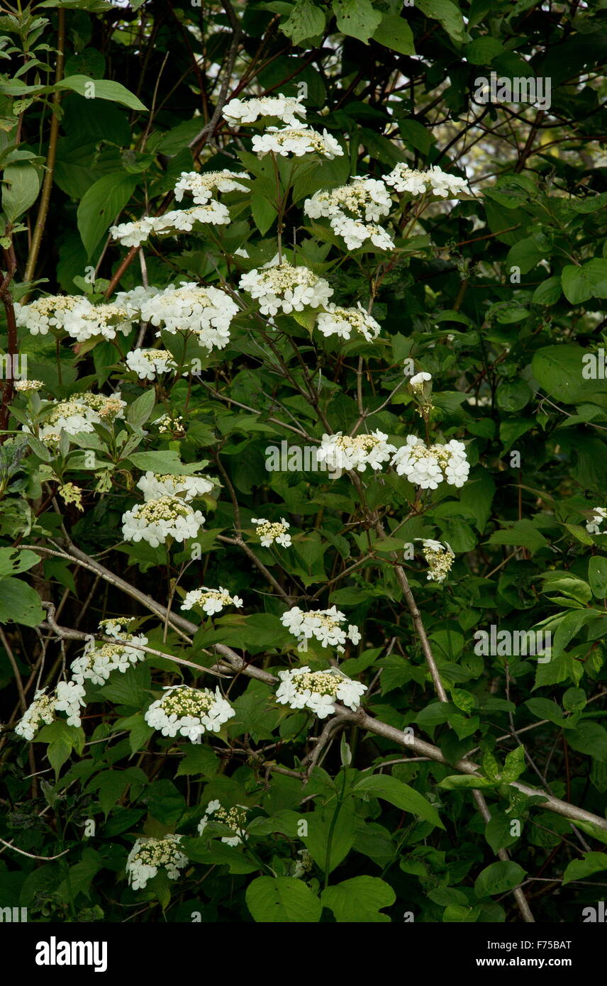 American cranberrybush viburnum,  Viburnum opulus var. americanus, in flower; west Newfoundland. Stock Photo