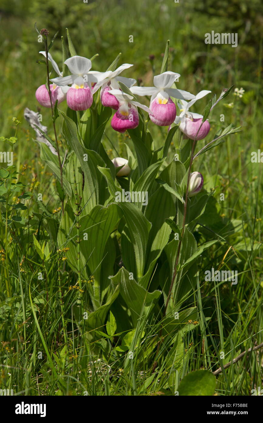 Showy Lady's-Slipper in flower in a fen, Canada. Stock Photo