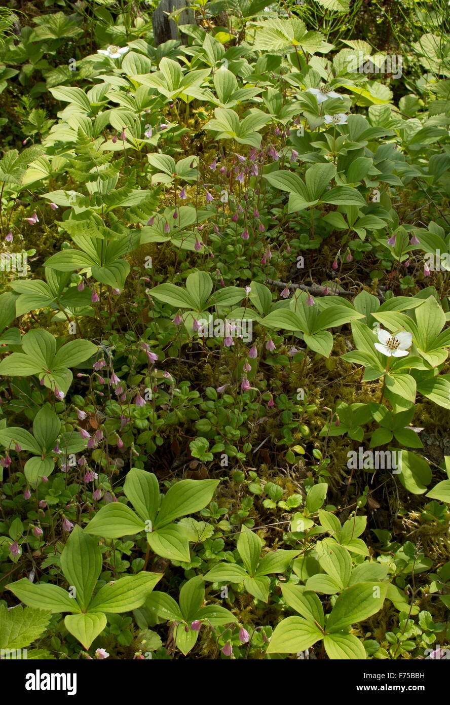 Forest-floor vegetation, mainly Twinflower (Linnaea borealis) and Bunchberry (Cornus canadensis), west Newfoundland. Stock Photo