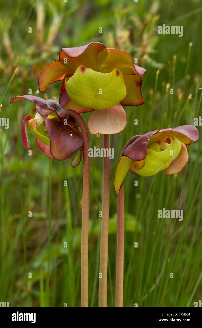 Purple pitcher plant, an insectivorous plant of bogs, showing umbrella-shaped style. Newfoundland. Stock Photo