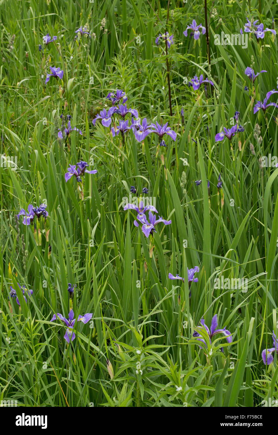 Blue Flag, - a wild Iris - in flower in marshland. Newfoundland. Stock Photo