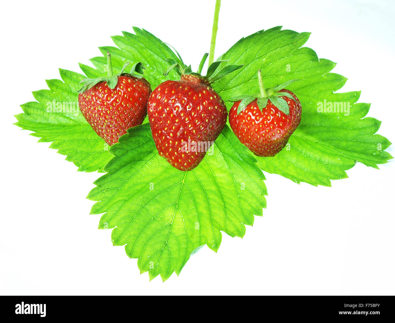 Fresh and tasty strawberries isolated on white background Stock Photo ...