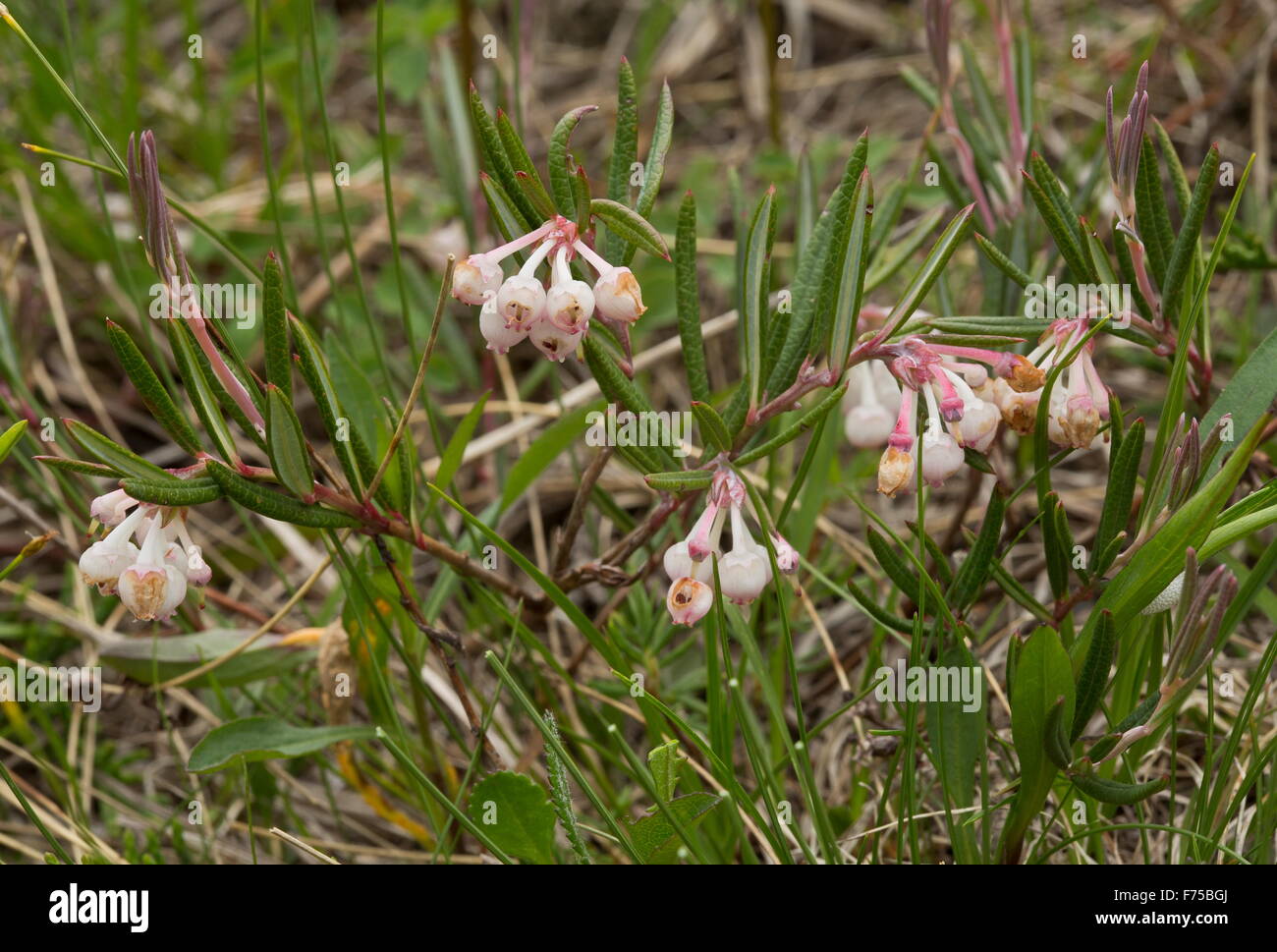 Bog-rosemary, Andromeda polifolia var. glaucophylla, in flower on bog surface. Stock Photo