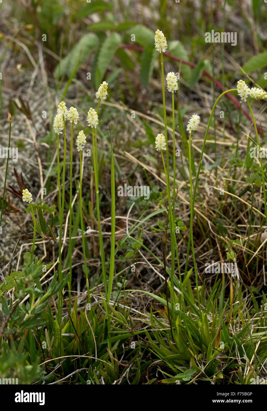 Scottish Asphodel or Scotch false asphodel, in flower in damp limestone pasture. Stock Photo