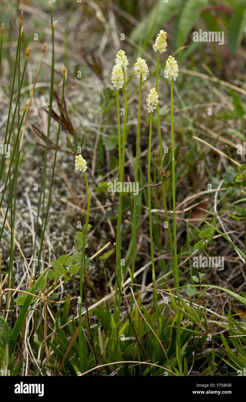 Scottish Asphodel or Scotch false asphodel, in flower in damp limestone pasture. Stock Photo