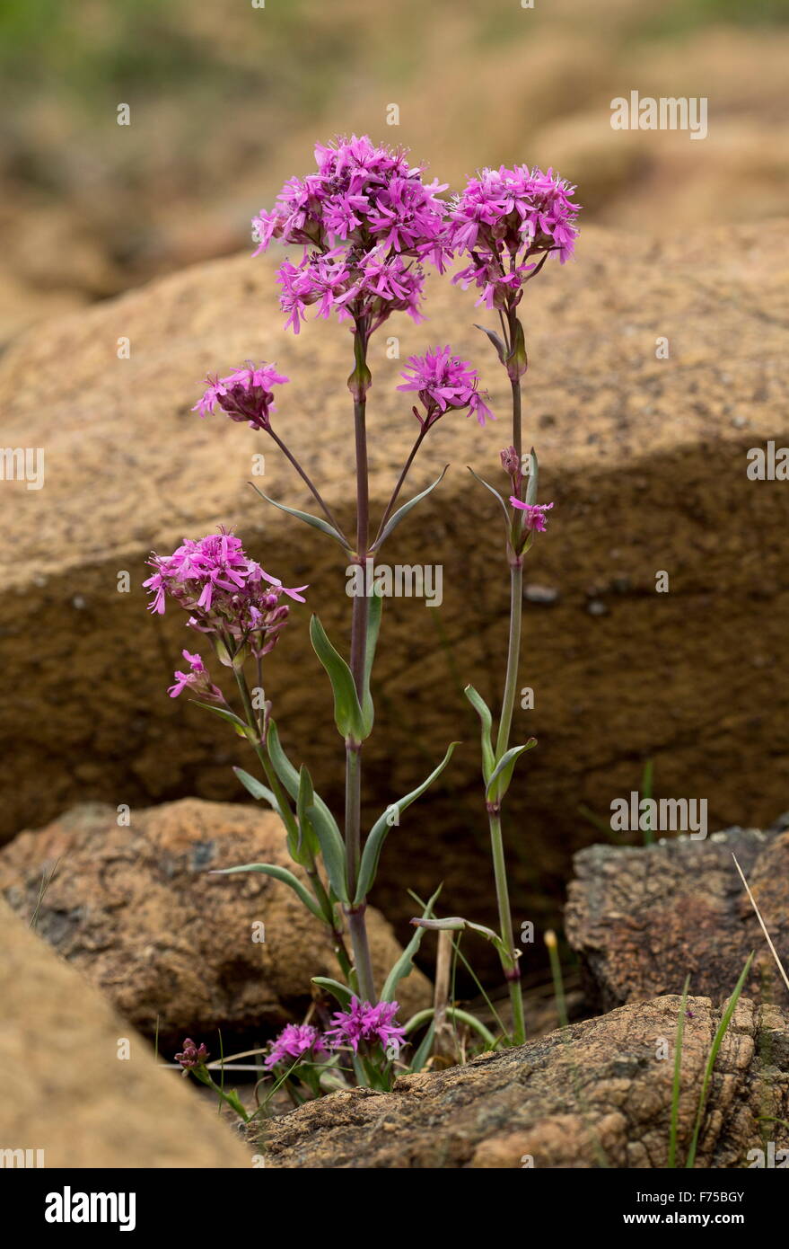 A form of alpine catchfly on Serpentine and Peridotite, Tablelands, Gros-Morne National Park, Newfoundland. Stock Photo