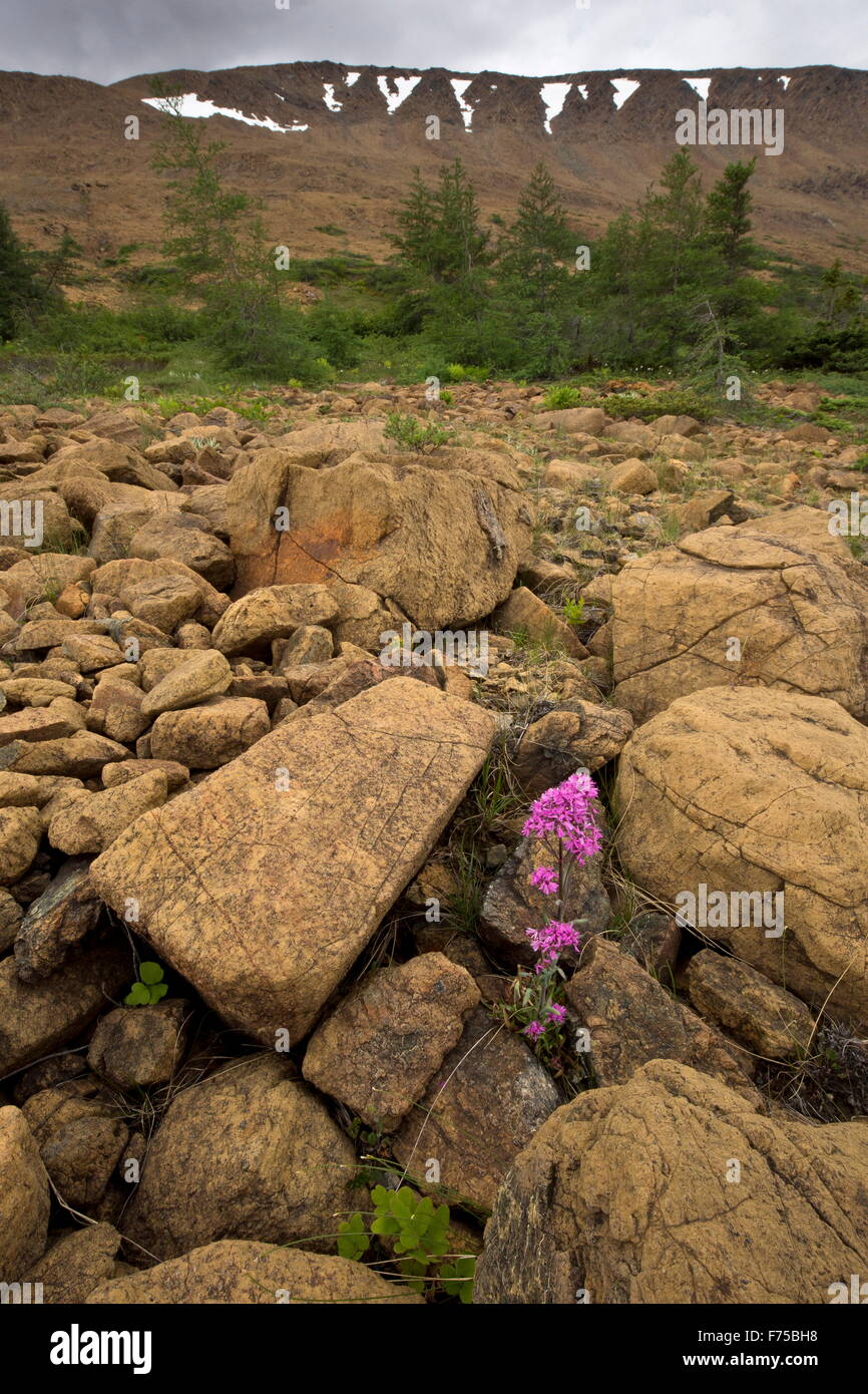 A form of alpine catchfly on Serpentine and peridotite in Tablelands, Gros Morne National Park, Newfoundland. Stock Photo