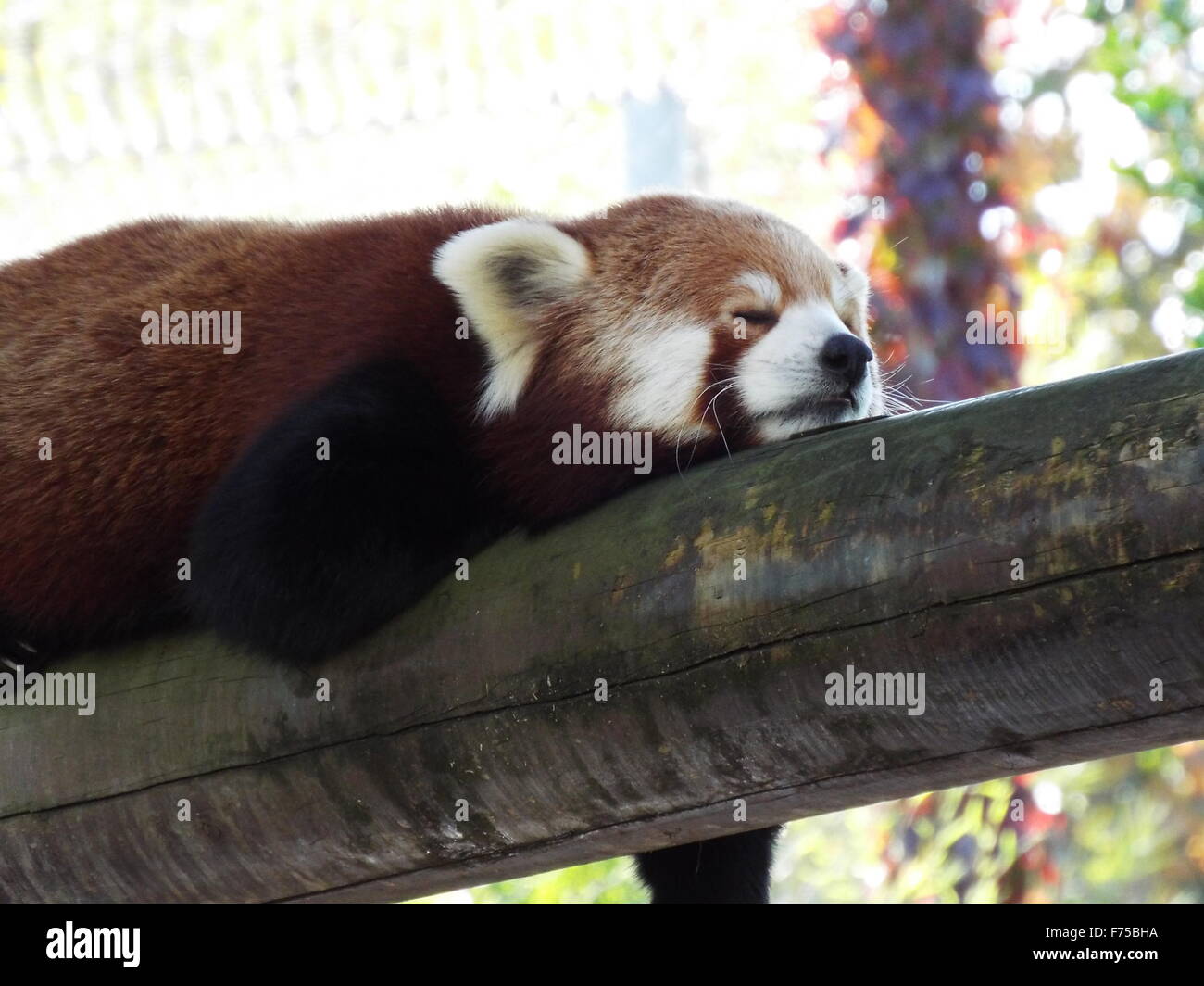 Sleeping Panda Hi Res Stock Photography And Images Alamy