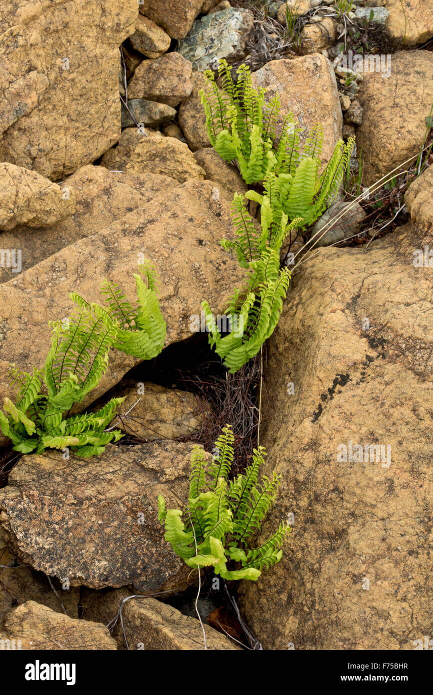 Western maidenhair fern or Aleutian maidenhair, on Serpentine and Peridotite, Tablelands, Gros-Morne National Park, Newfoundland Stock Photo