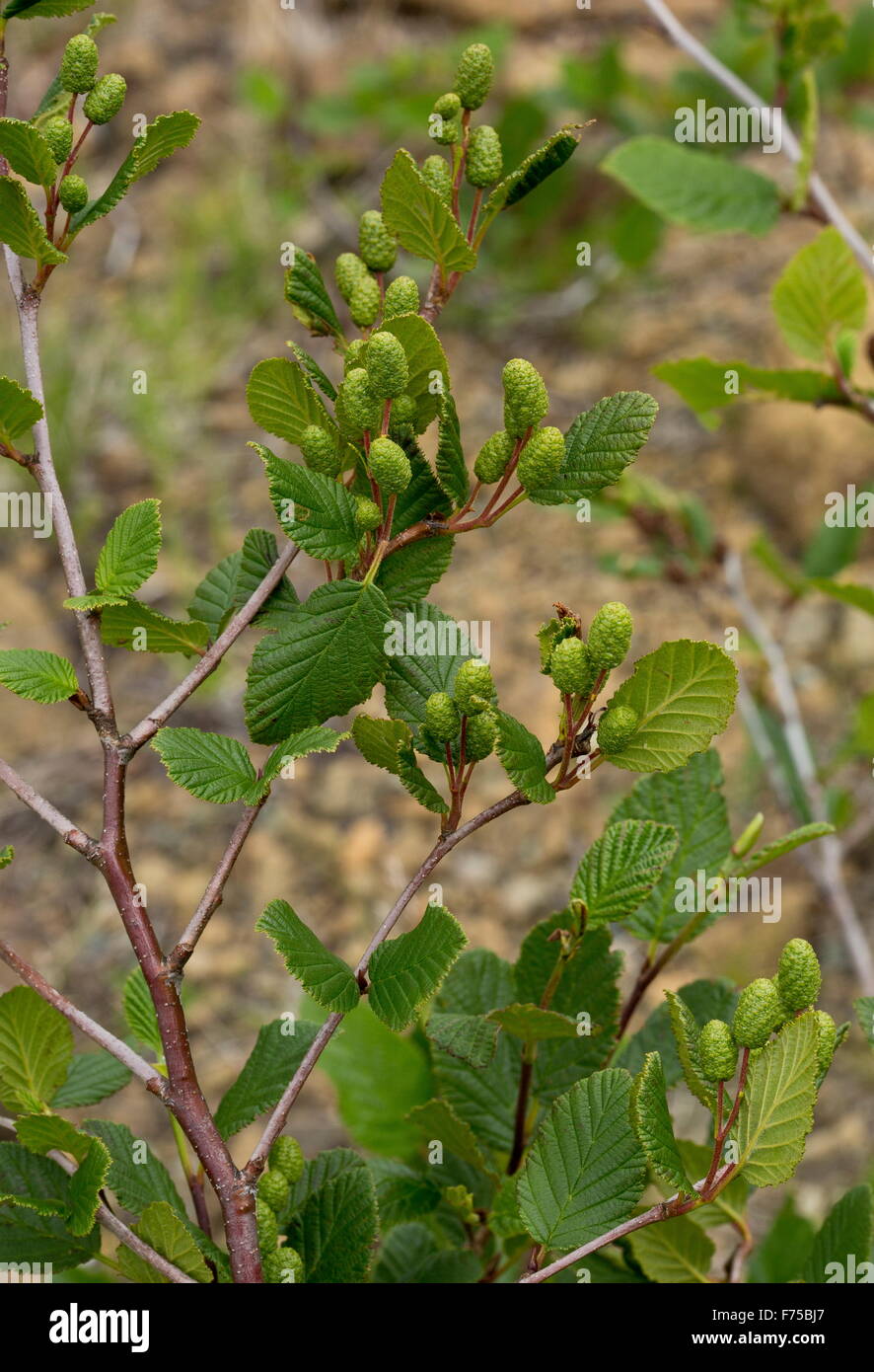 Mountain Alder, with young female cones Stock Photo