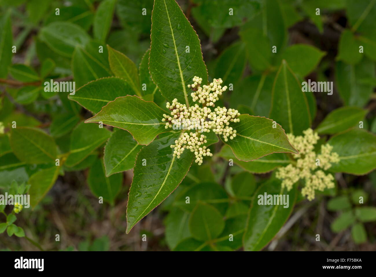 Northern Wild Raisin in flower, Newfoundland. Stock Photo