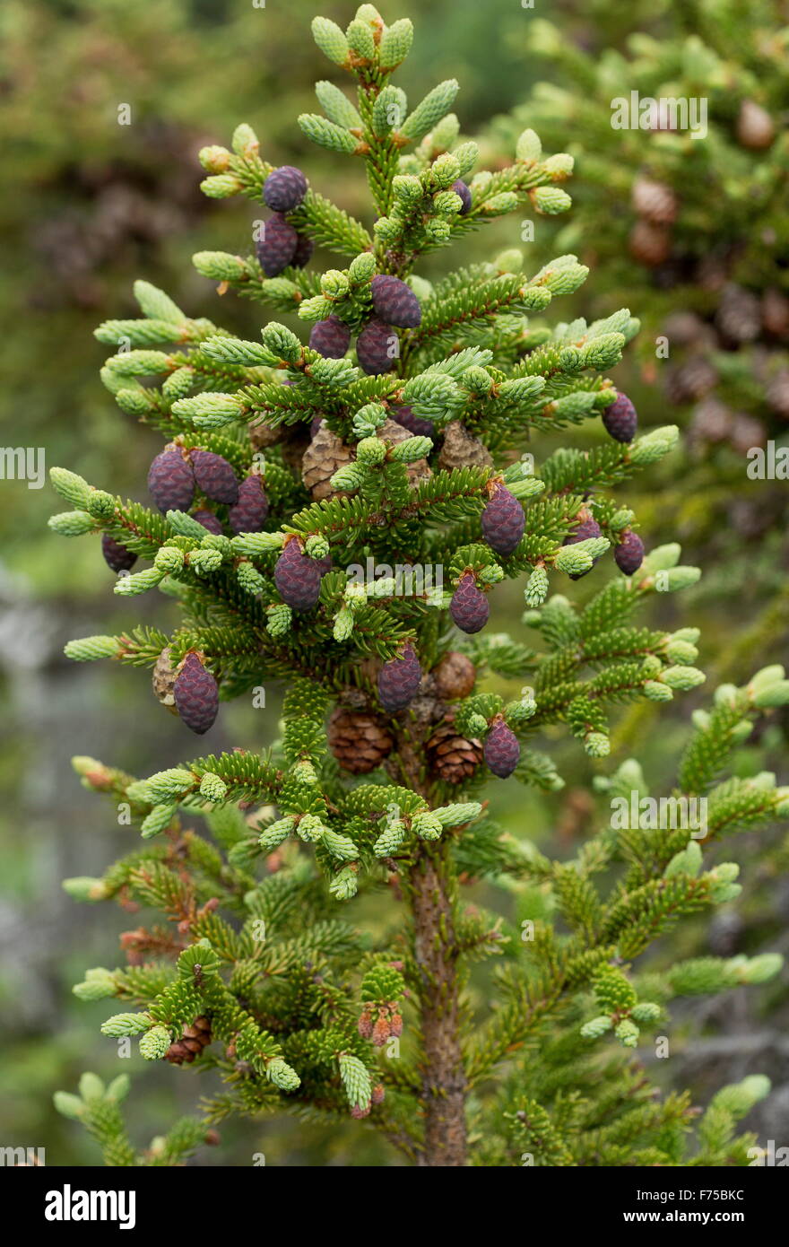 Black Spruce, with mature and immature female cones, Newfoundland. Stock Photo