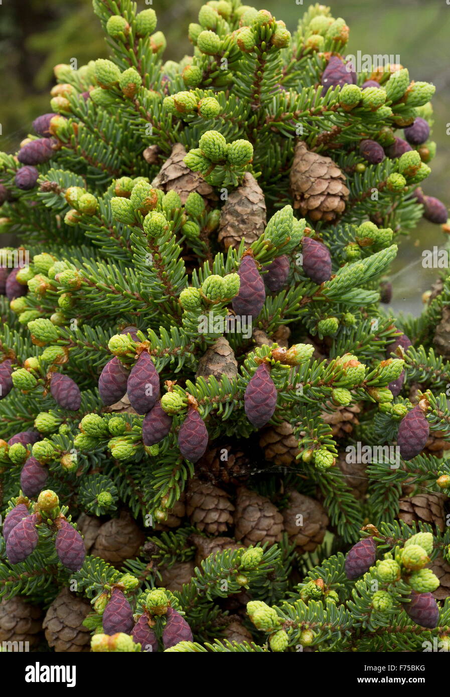 Black Spruce, with mature and immature female cones, Newfoundland. Stock Photo
