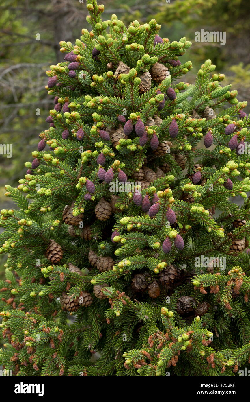 Black Spruce, with mature and immature female cones, Newfoundland. Stock Photo