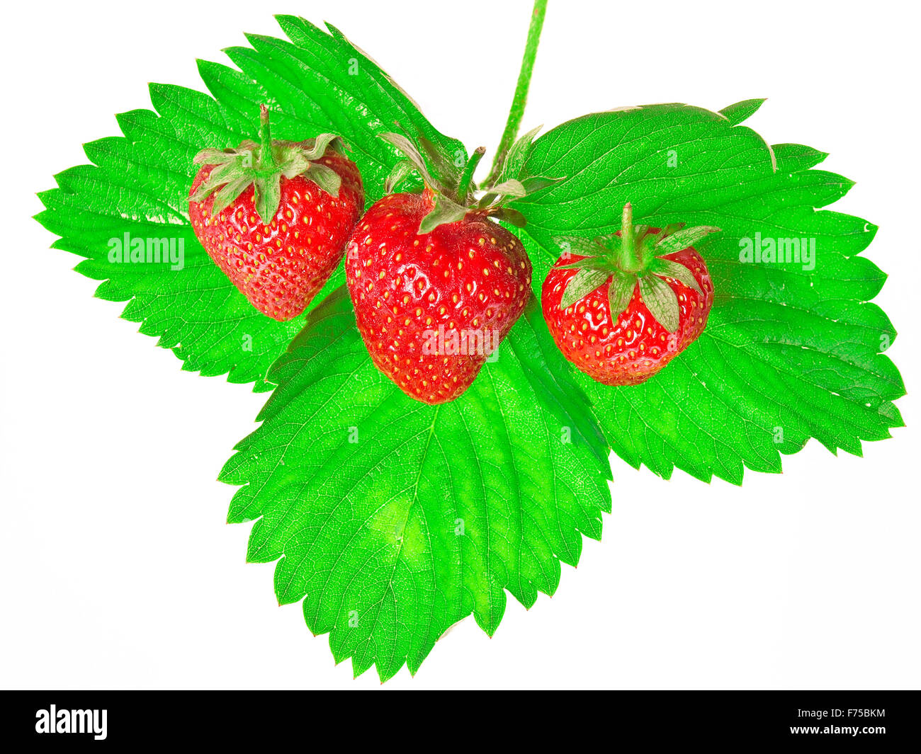 Fresh and tasty strawberries isolated on white background Stock Photo ...