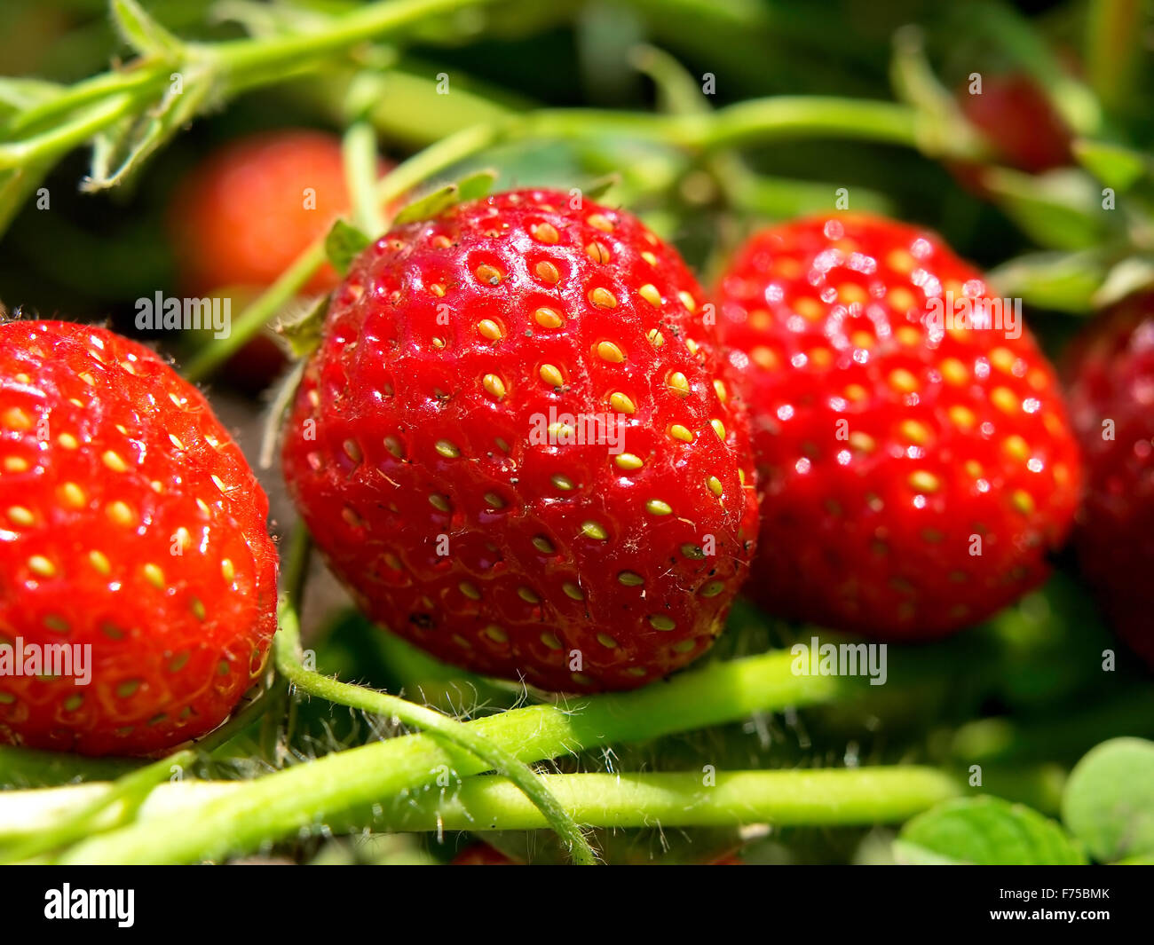 Fresh and tasty strawberries isolated on white background Stock Photo ...