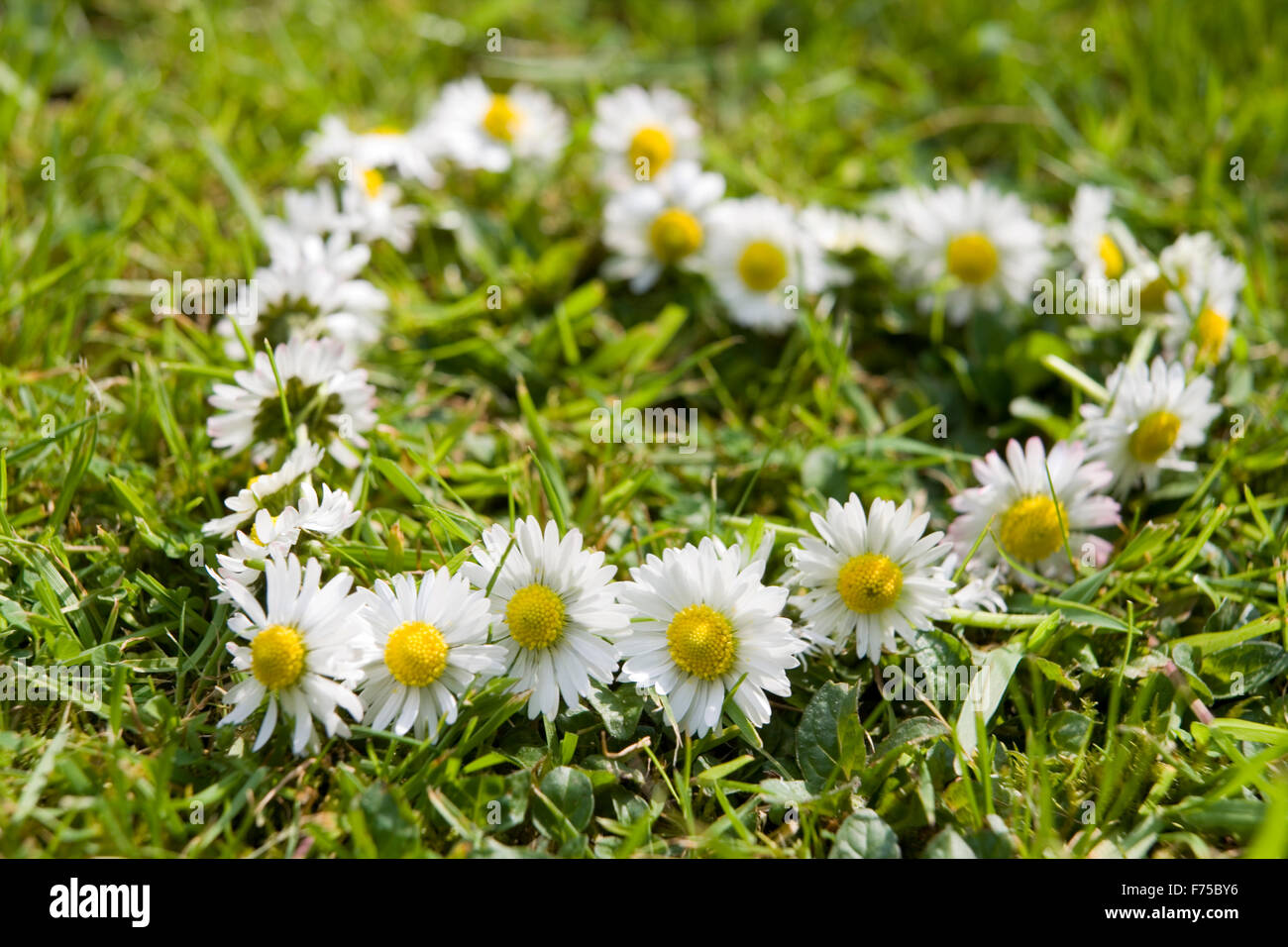 Daisy chain hires stock photography and images Alamy