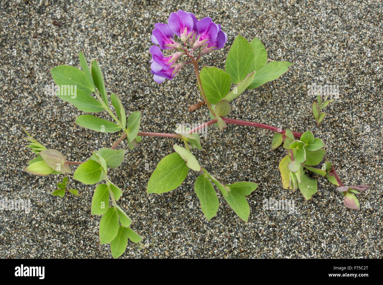 Sea pea or Beach pea, in flower on sand. A circumboreal plant with floating seeds. Stock Photo