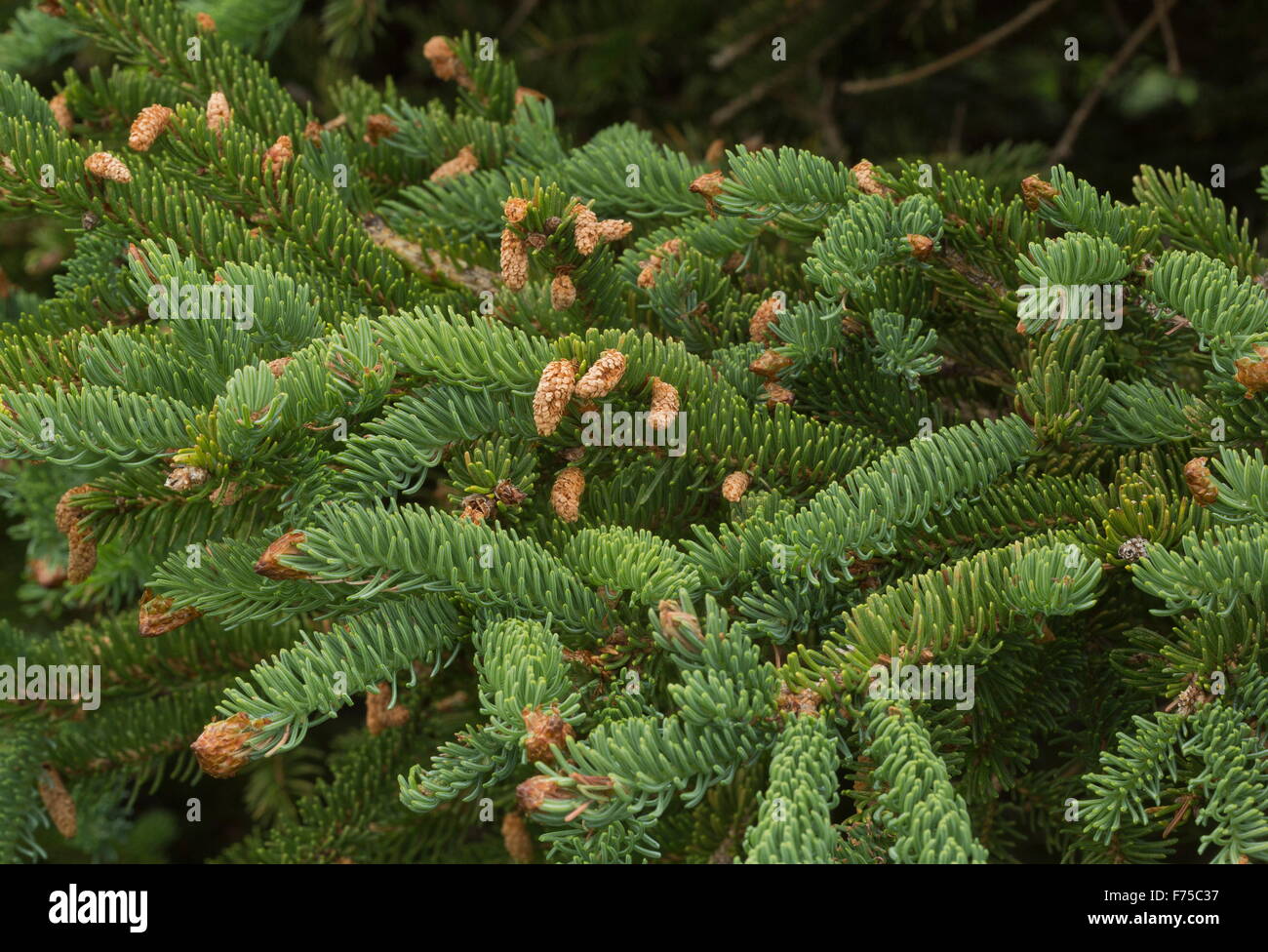 Male cones of White Spruce, Picea glauca Stock Photo