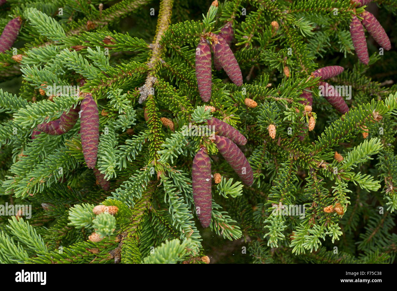 Female cones of White Spruce, Picea glauca Stock Photo