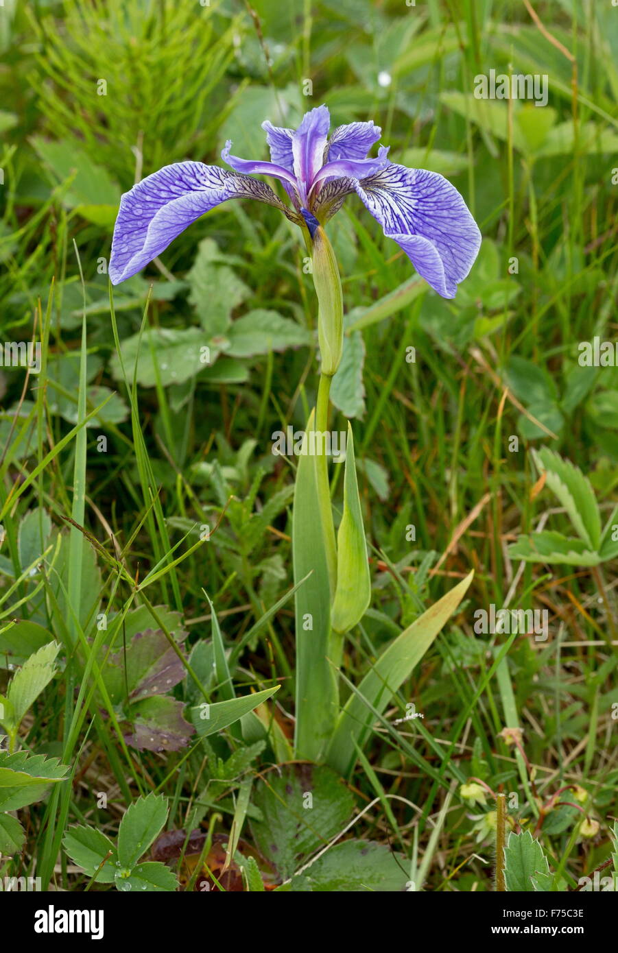 Canada Beach-head Iris in flower, cliff-top grassland, Newfoundland. Stock Photo