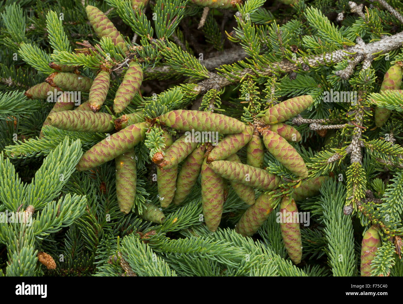 Female cones of White Spruce, Picea glauca Stock Photo