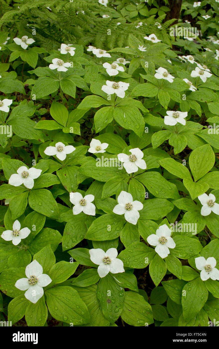 Canadian dwarf cornel or Canadian bunchberry in flower in woodland, Newfoundland. Stock Photo