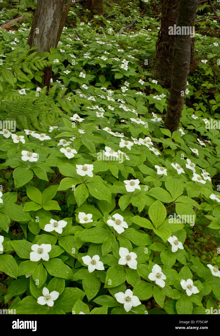 Canadian dwarf cornel or Canadian bunchberry in flower in woodland, Newfoundland. Stock Photo