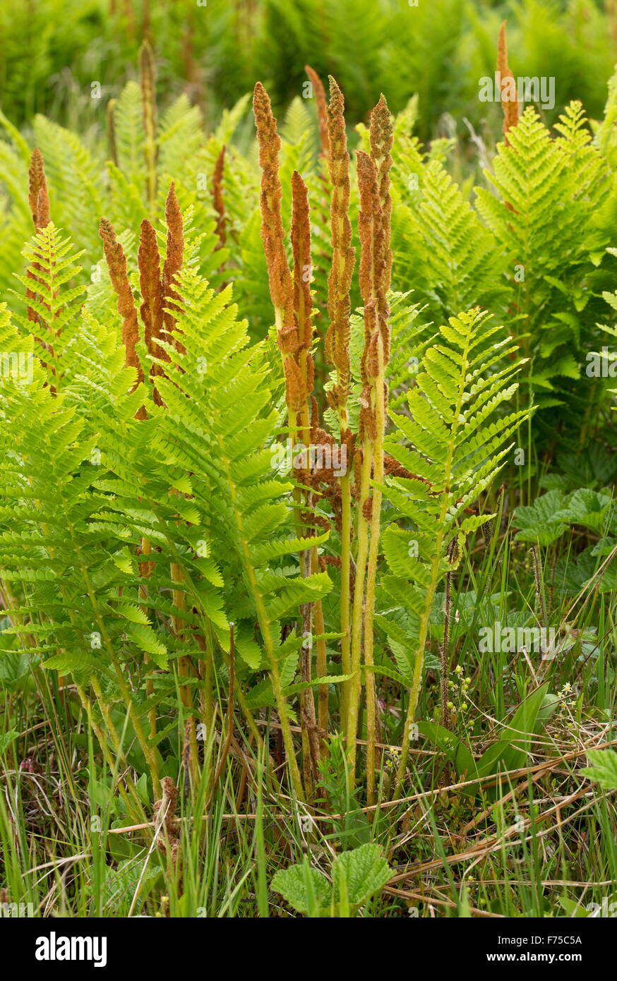 Cinnamon fern, Osmundastrum cinnamomeum, with fertile and sterile fronds. Newfoundland. Stock Photo