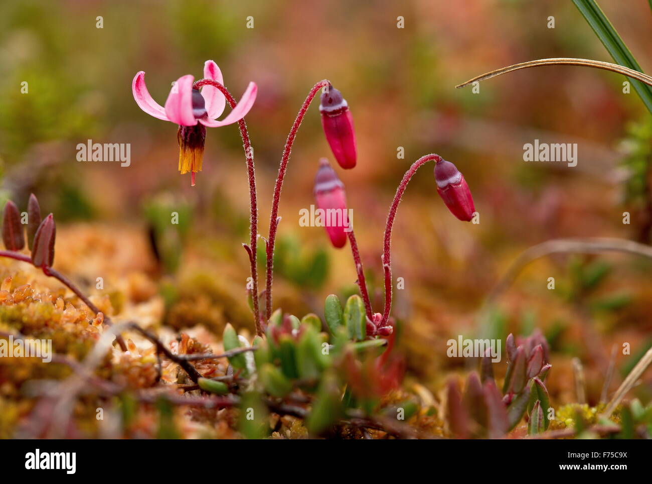 Wild Cranberry, in flower on bog surface Stock Photo Alamy