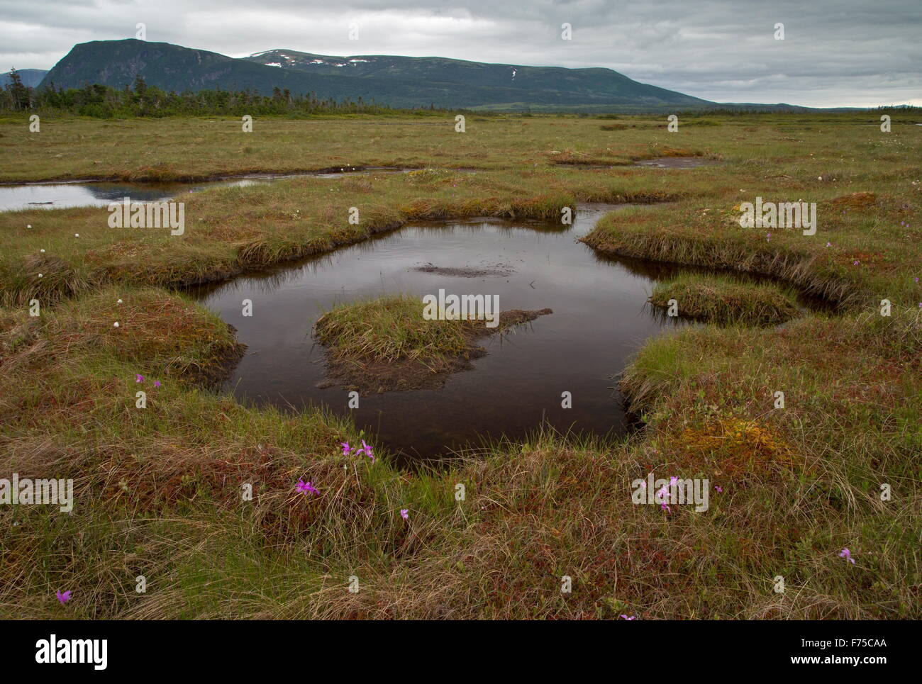 Extensive bog with Dragonmouth Orchids at Western Brook, west Newfoundland, with Long Range mountains beyond. Stock Photo