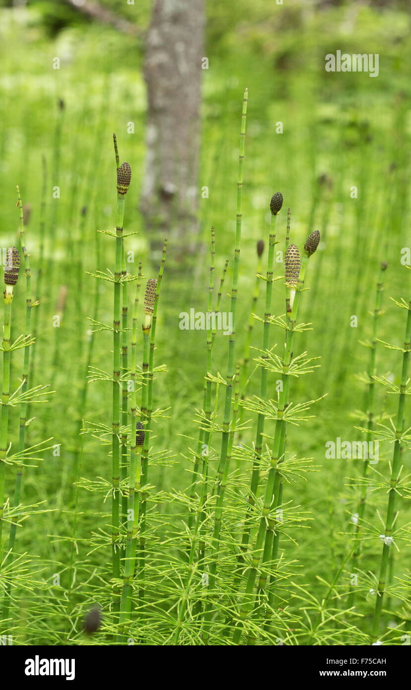 Water Horsetail, Equisetum fluviatile - fertile fronds with spores. Stock Photo